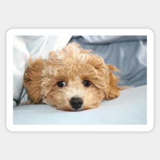 Sleepy Maltipoo Puppy Sticker